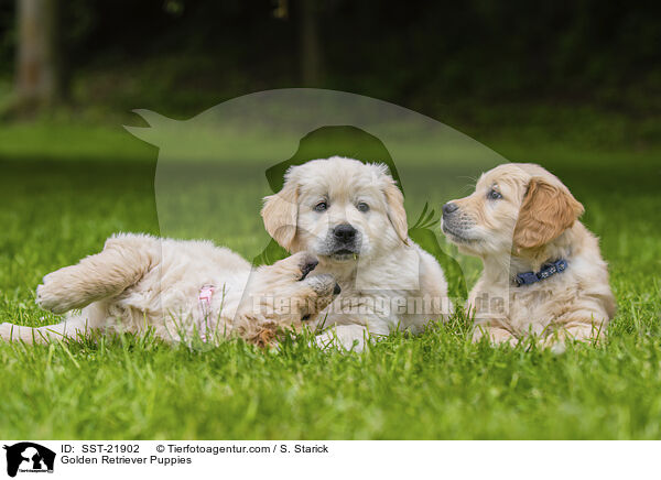 Golden Retriever Welpen / Golden Retriever Puppies / SST-21902