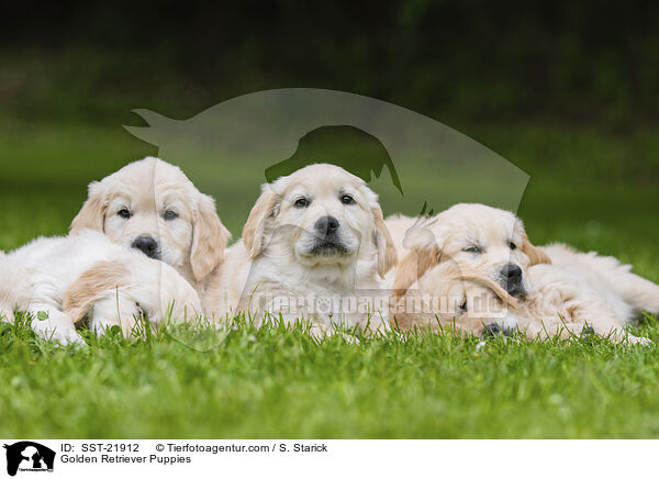 Golden Retriever Welpen / Golden Retriever Puppies / SST-21912