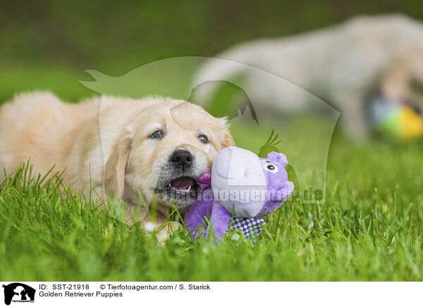 Golden Retriever Welpen / Golden Retriever Puppies / SST-21918