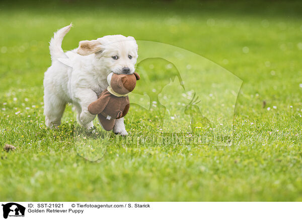 Golden Retriever Welpe / Golden Retriever Puppy / SST-21921