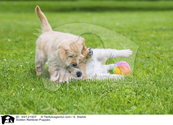 Golden Retriever Welpen / Golden Retriever Puppies / SST-21927