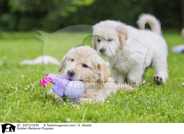 Golden Retriever Welpen / Golden Retriever Puppies / SST-21930