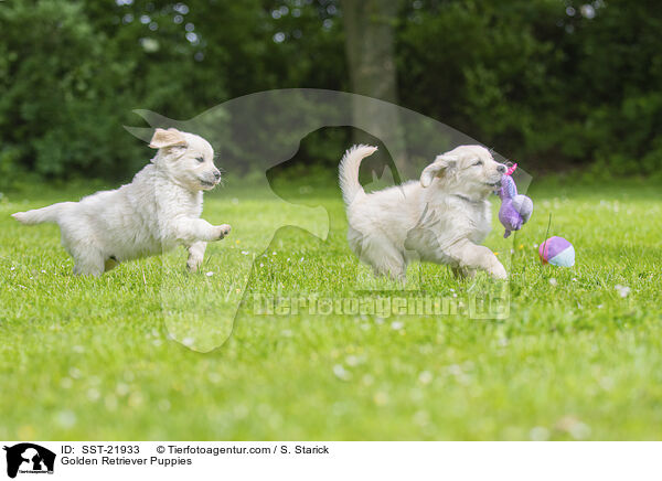 Golden Retriever Welpen / Golden Retriever Puppies / SST-21933