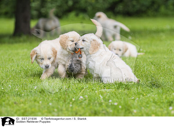 Golden Retriever Welpen / Golden Retriever Puppies / SST-21936