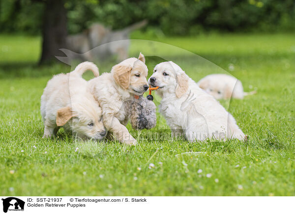 Golden Retriever Welpen / Golden Retriever Puppies / SST-21937