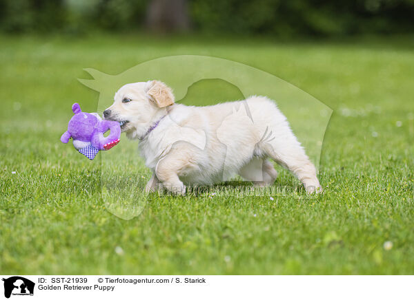 Golden Retriever Welpe / Golden Retriever Puppy / SST-21939