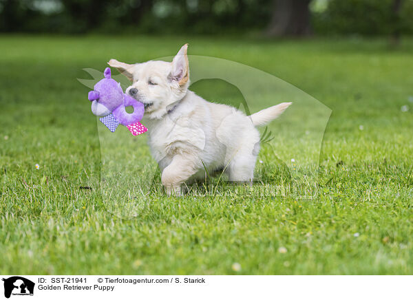 Golden Retriever Welpe / Golden Retriever Puppy / SST-21941