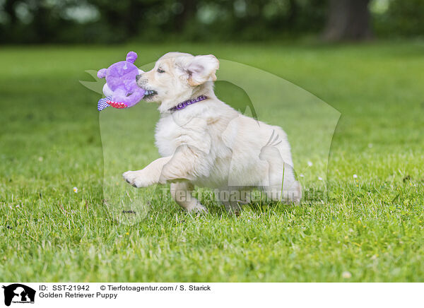 Golden Retriever Welpe / Golden Retriever Puppy / SST-21942