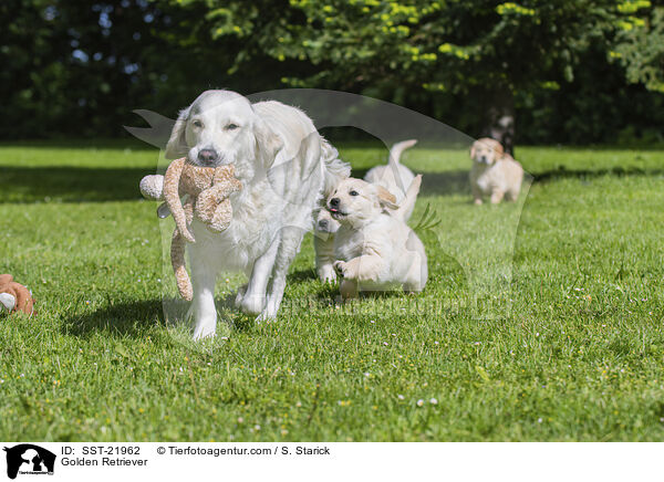 Golden Retriever / Golden Retriever / SST-21962