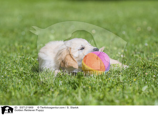 Golden Retriever Welpe / Golden Retriever Puppy / SST-21969