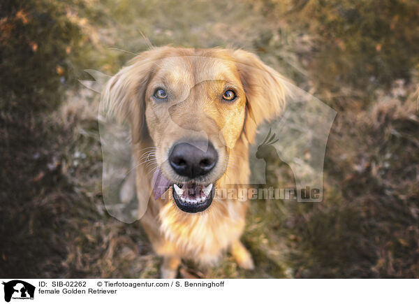 Golden Retriever Hndin / female Golden Retriever / SIB-02262