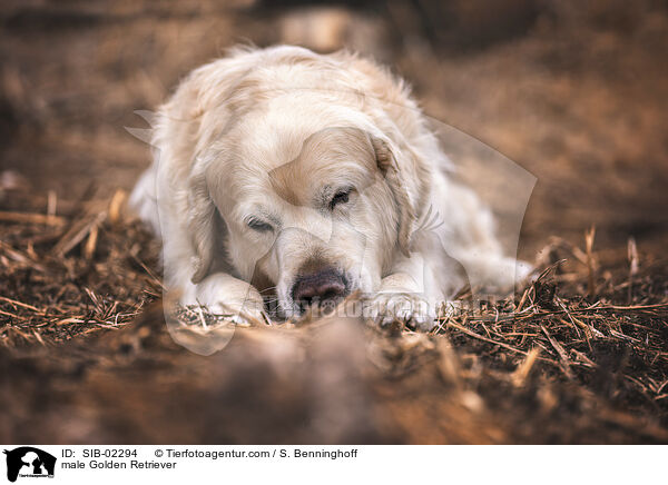 Golden Retriever Rde / male Golden Retriever / SIB-02294