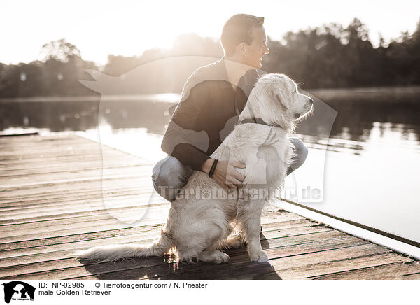 Golden Retriever Rde / male Golden Retriever / NP-02985
