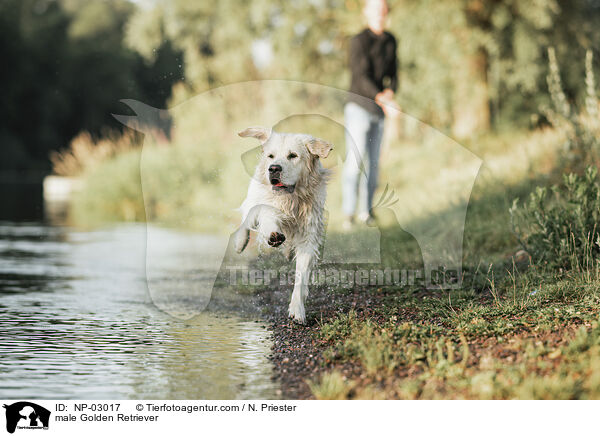 Golden Retriever Rde / male Golden Retriever / NP-03017