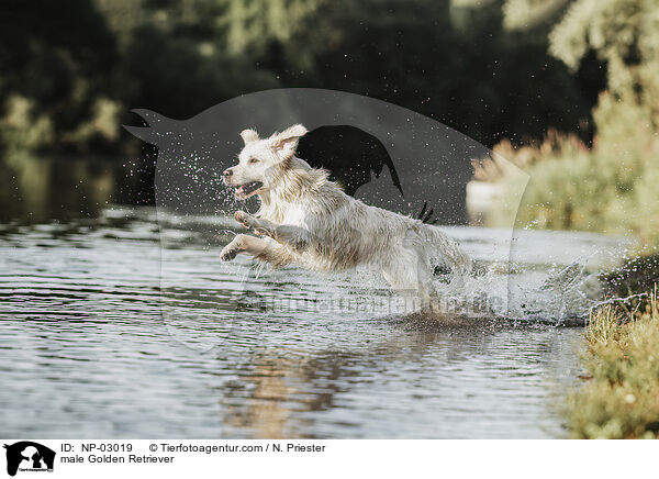 Golden Retriever Rde / male Golden Retriever / NP-03019