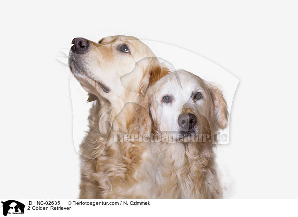 2 Golden Retriever / 2 Golden Retriever / NC-02635