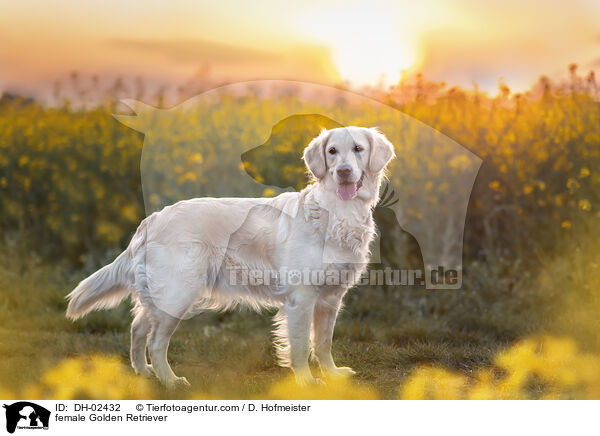 Golden Retriever Hndin / female Golden Retriever / DH-02432