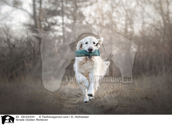 Golden Retriever Hndin / female Golden Retriever / DH-02444