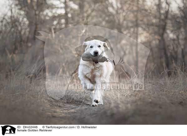 Golden Retriever Hndin / female Golden Retriever / DH-02446