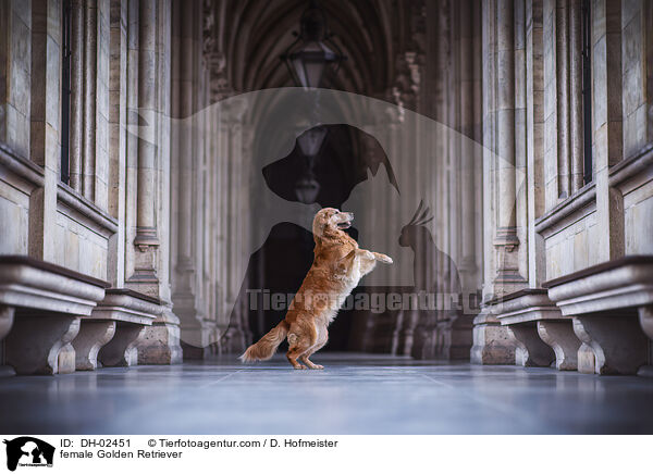 Golden Retriever Hndin / female Golden Retriever / DH-02451