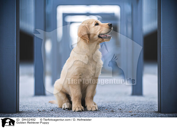 Golden Retriever Welpe / Golden Retriever Puppy / DH-02492