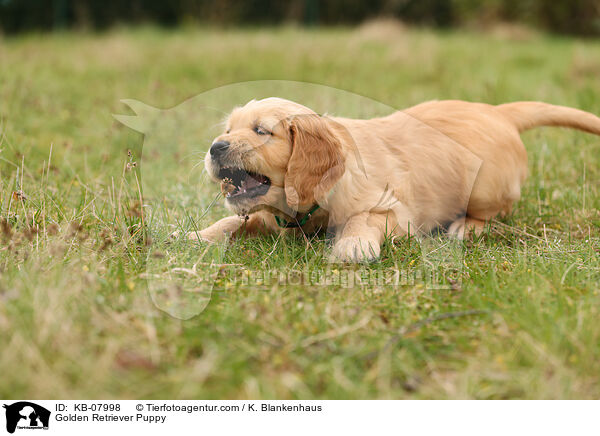 Golden Retriever Welpe / Golden Retriever Puppy / KB-07998