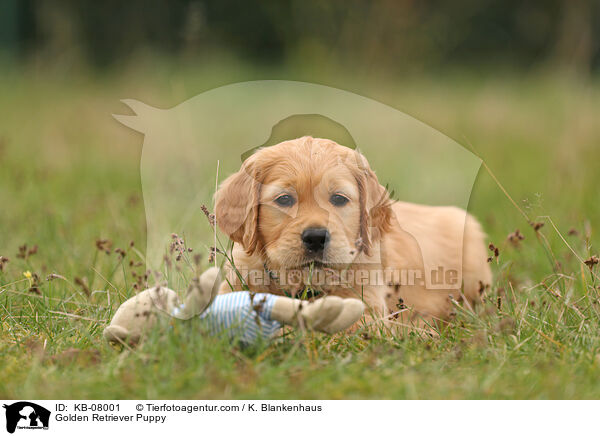 Golden Retriever Welpe / Golden Retriever Puppy / KB-08001