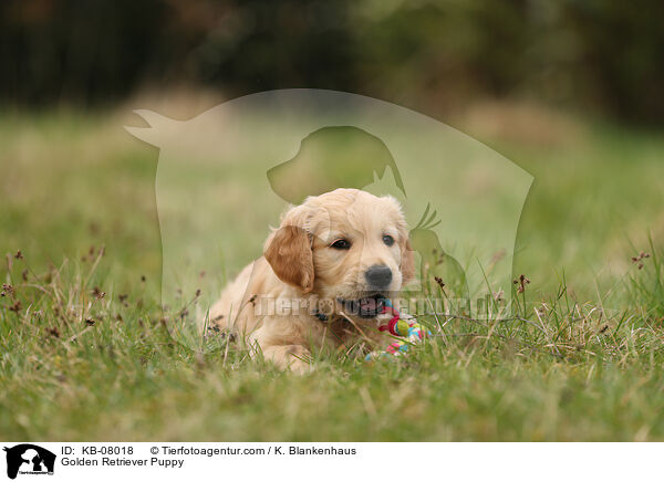 Golden Retriever Welpe / Golden Retriever Puppy / KB-08018
