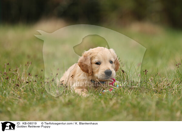 Golden Retriever Welpe / Golden Retriever Puppy / KB-08019