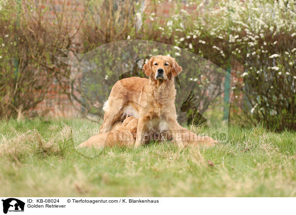 Golden Retriever / Golden Retriever / KB-08024