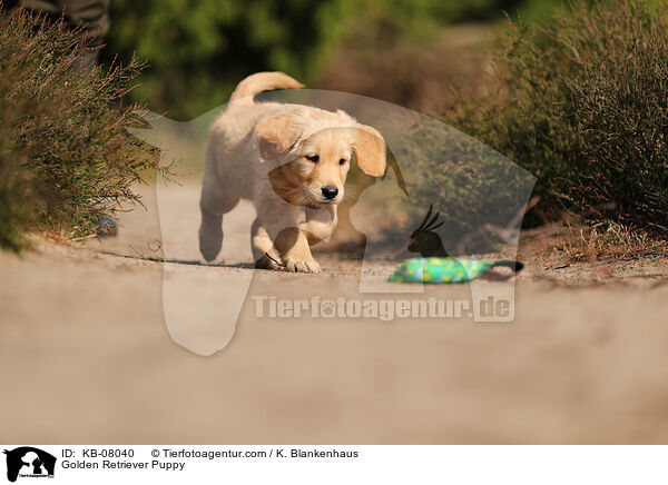 Golden Retriever Welpe / Golden Retriever Puppy / KB-08040