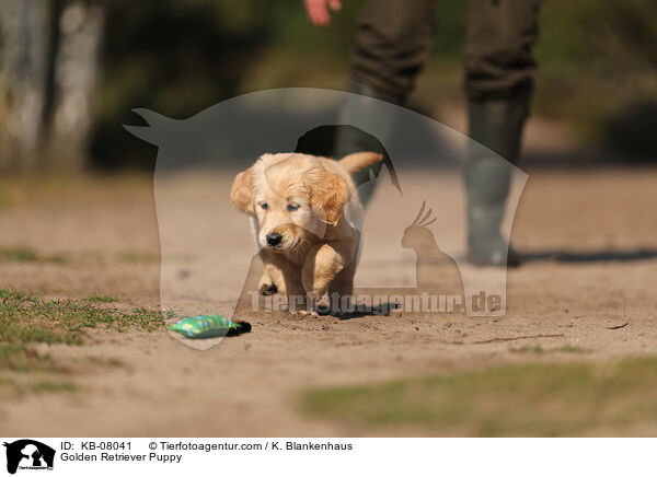 Golden Retriever Welpe / Golden Retriever Puppy / KB-08041