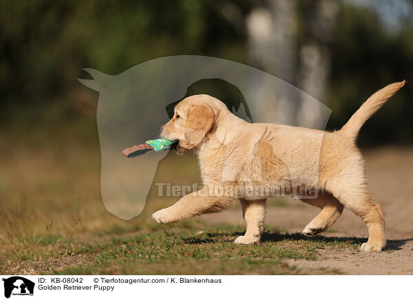 Golden Retriever Puppy / KB-08042