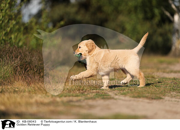 Golden Retriever Welpe / Golden Retriever Puppy / KB-08043