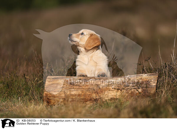 Golden Retriever Welpe / Golden Retriever Puppy / KB-08053