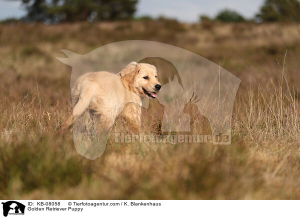 Golden Retriever Welpe / Golden Retriever Puppy / KB-08058