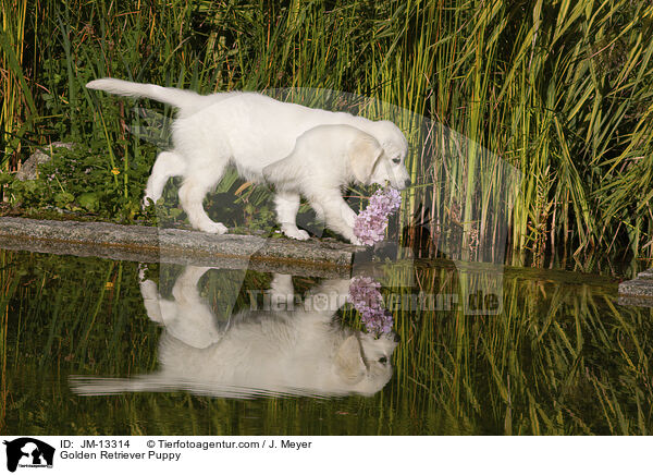 Golden Retriever Welpe / Golden Retriever Puppy / JM-13314