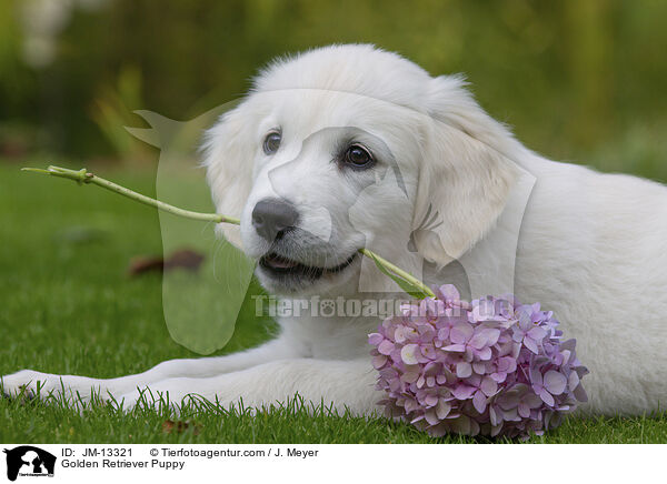 Golden Retriever Welpe / Golden Retriever Puppy / JM-13321