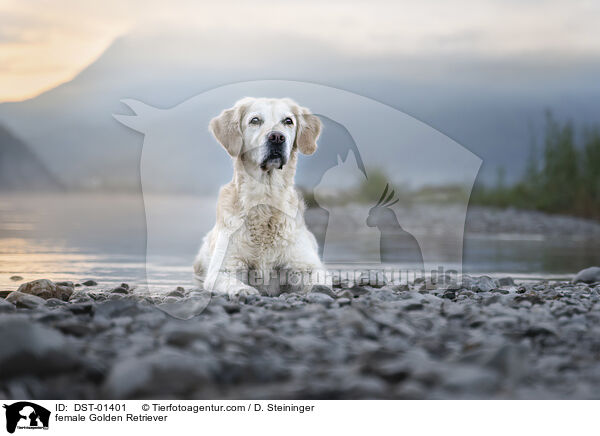 Golden Retriever Hndin / female Golden Retriever / DST-01401