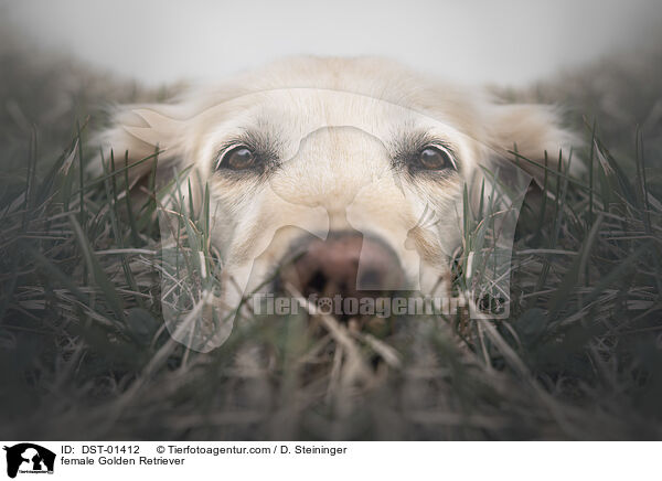 Golden Retriever Hndin / female Golden Retriever / DST-01412