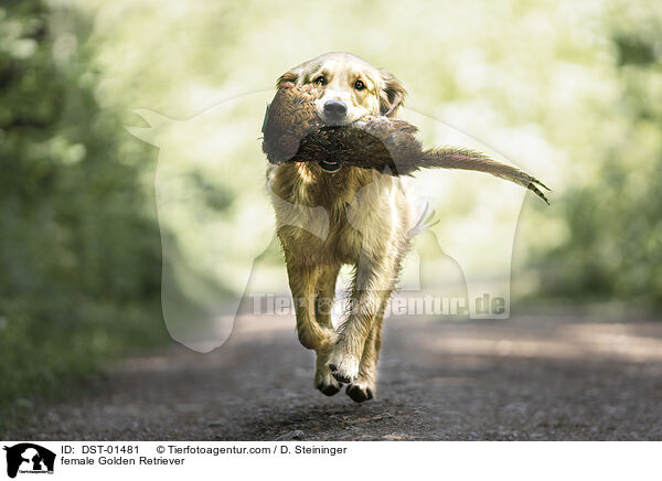 Golden Retriever Hndin / female Golden Retriever / DST-01481