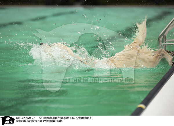 Golden Retriever im Schwimmbad / Golden Retriever at swimming bath / SK-02507