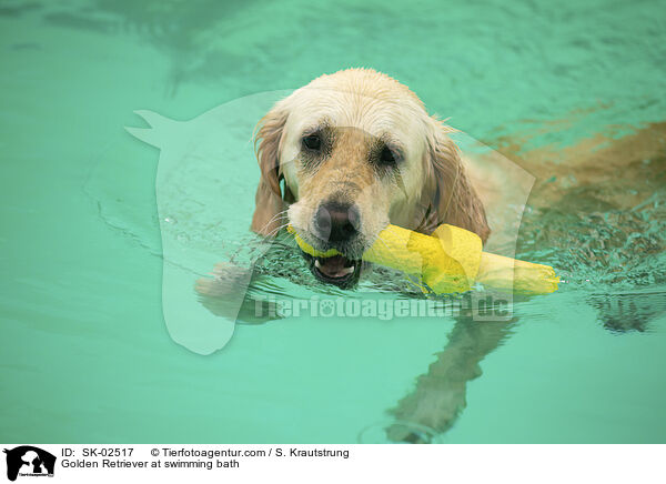 Golden Retriever im Schwimmbad / Golden Retriever at swimming bath / SK-02517