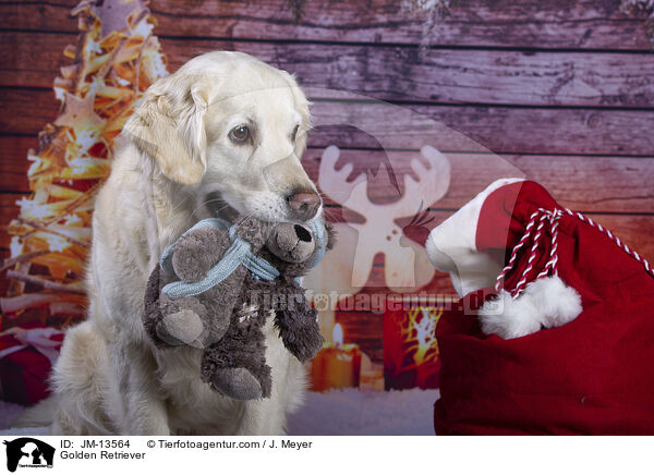 Golden Retriever / Golden Retriever / JM-13564