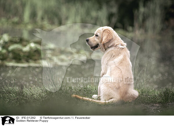 Golden Retriever Welpe / Golden Retriever Puppy / IFE-01282