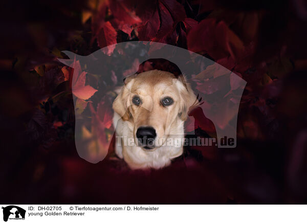 junger Golden Retriever / young Golden Retriever / DH-02705