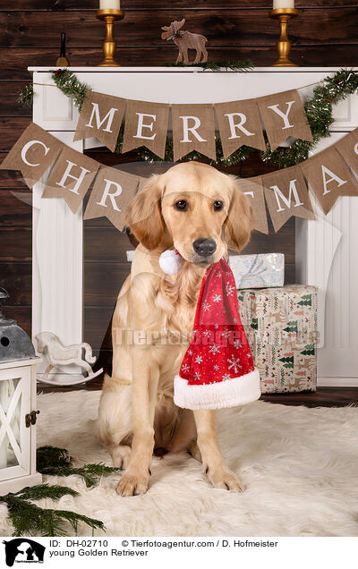 junger Golden Retriever / young Golden Retriever / DH-02710