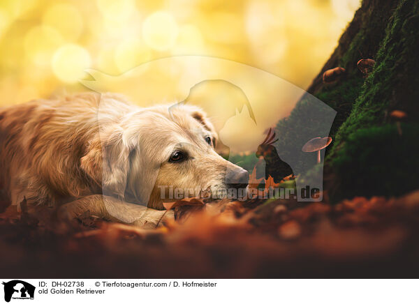 alter Golden Retriever / old Golden Retriever / DH-02738