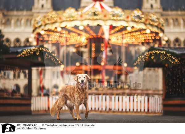 alter Golden Retriever / old Golden Retriever / DH-02740