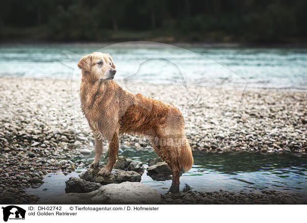 alter Golden Retriever / old Golden Retriever / DH-02742